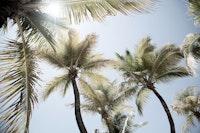 Sunlit Palm Jungle 1 wallpaper