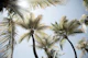 Sunlit Palm Jungle 1