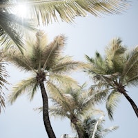 Sunlit Palm Jungle 1 tapete