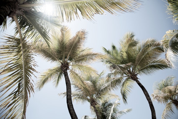 Sunlit Palm Jungle 1