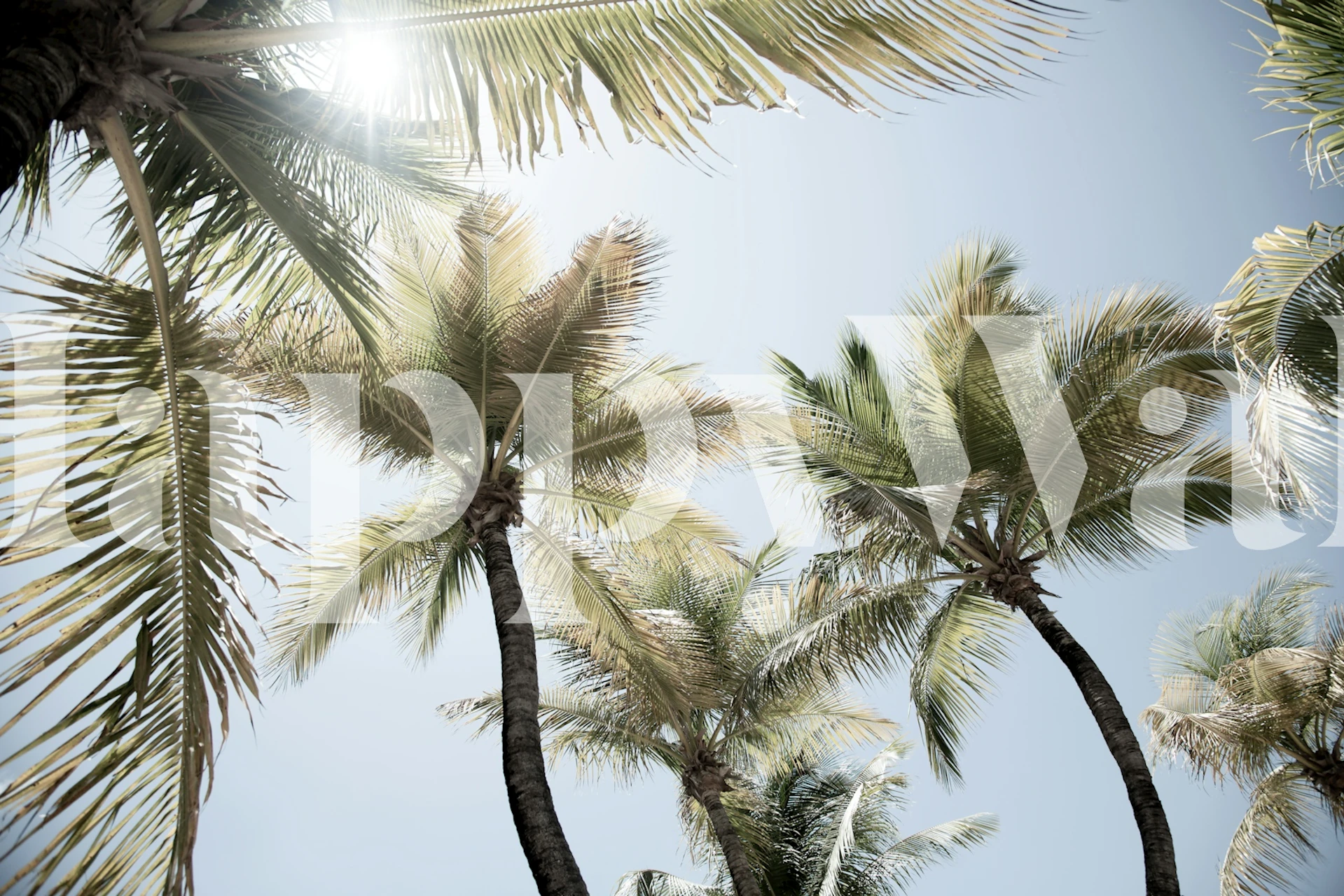 Tropical palm wallpaper design