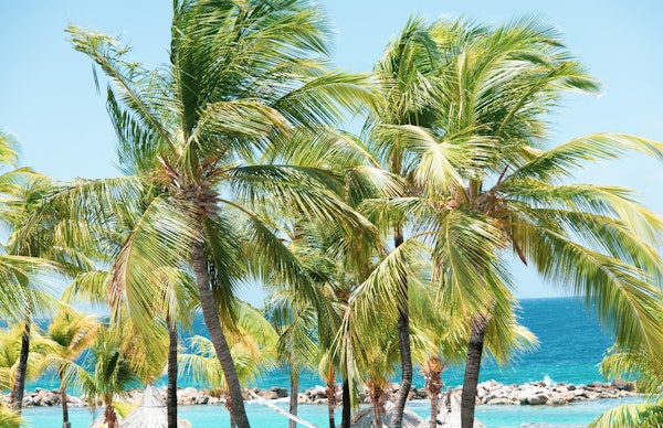 Caribbean Palm Delight 1