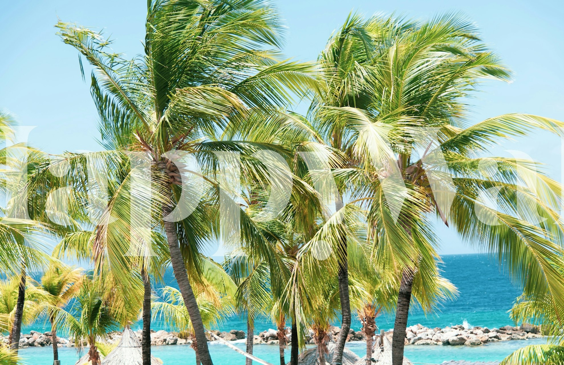 Tall green palm trees against a bright blue ocean wallpaper