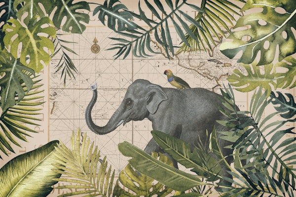 Elephants Tropical Expedition