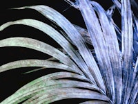 Urban Jungle Flair papel de parede