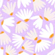 Purple Daisy Serenity