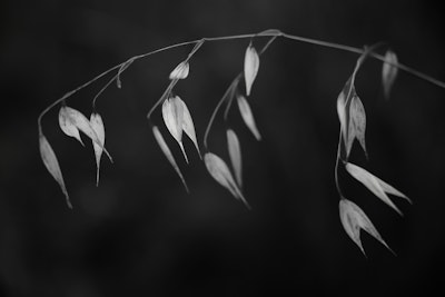 Mural