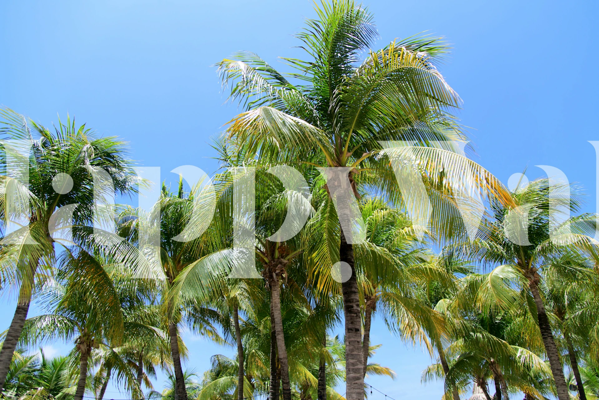 Sunny Palms Oasis tapet i et rom