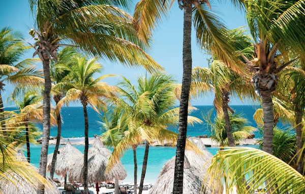 Caribbean Palm Delight 2