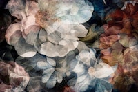 Blooming Shadowplay tapete