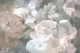 Misty Blossom Escape