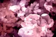 Misty Garden Fantasia