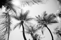 Sunlit Palm Jungle 2 wallpaper