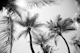 Sunlit Palm Jungle 2
