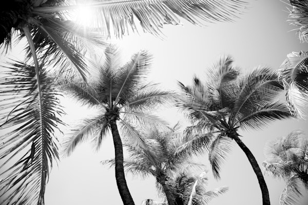 Sunlit Palm Jungle 2