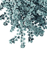 Ivy Delight 1 wallpaper