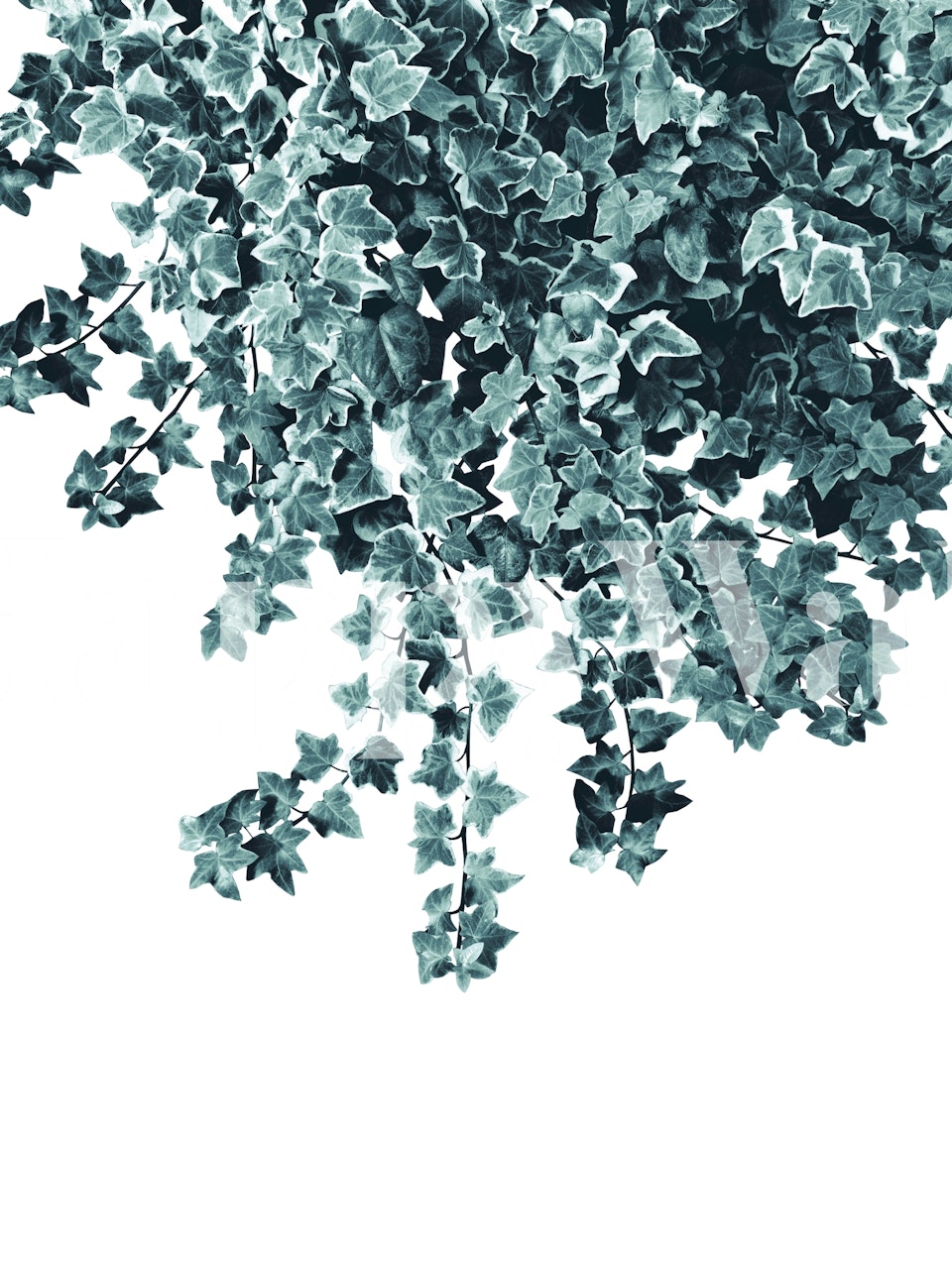 Ivy Delight 1 fototapet med en tät samling murgrönablad i en lugnande färgpalett.