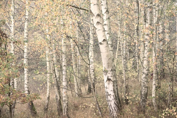 Enchanted Birch Woods Moody