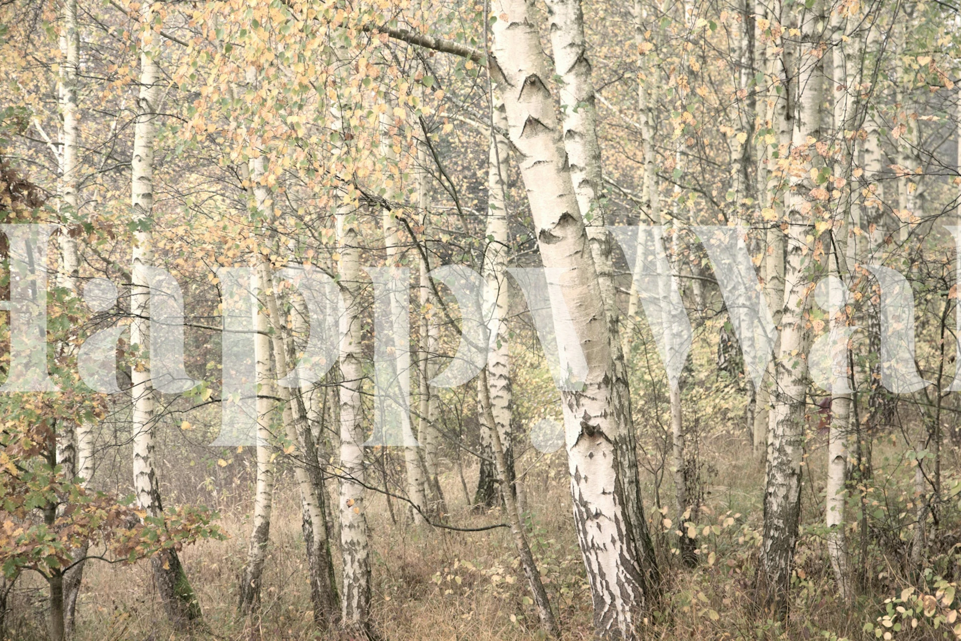 Enchanted Birch Woods Moody Tapete in einem Raum