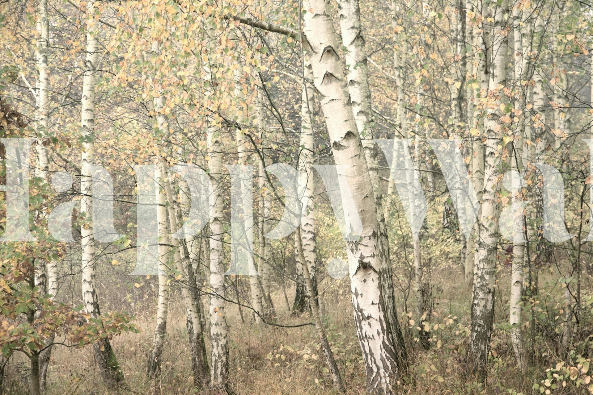 Enchanted Birch Woods Moody tapet i ett rum