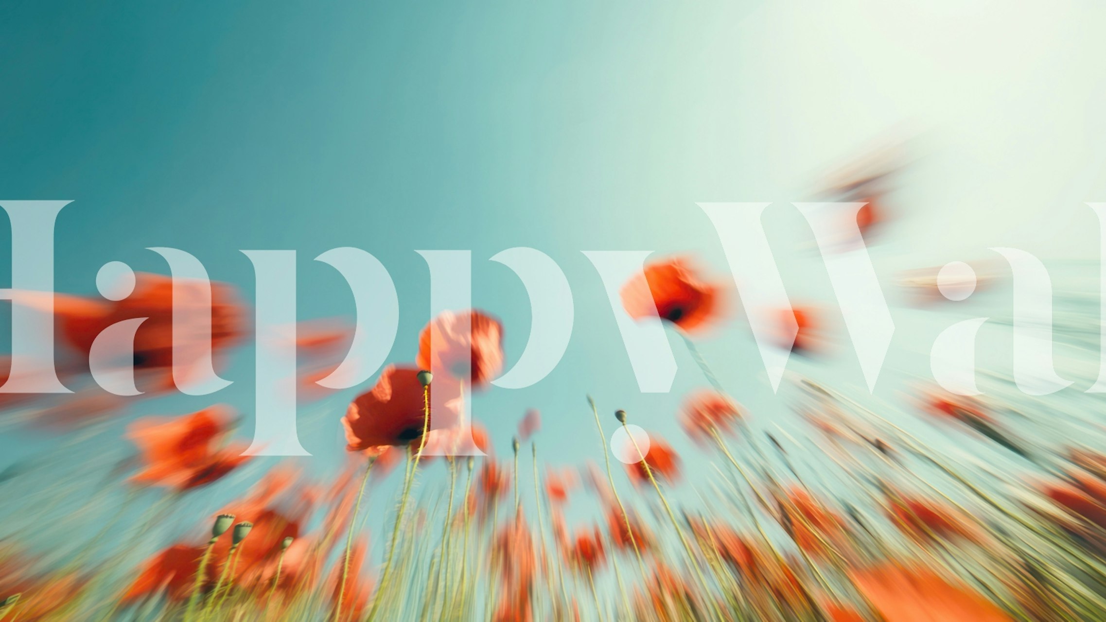 Red Poppy Field Blur wallpaper in a room