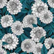 White Dahlia garden/ blue leaves