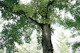 Tranquil Ginkgo Dream 1