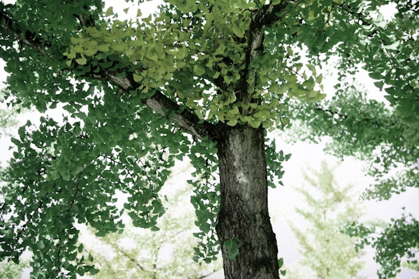 Tranquil Ginkgo Dream 1