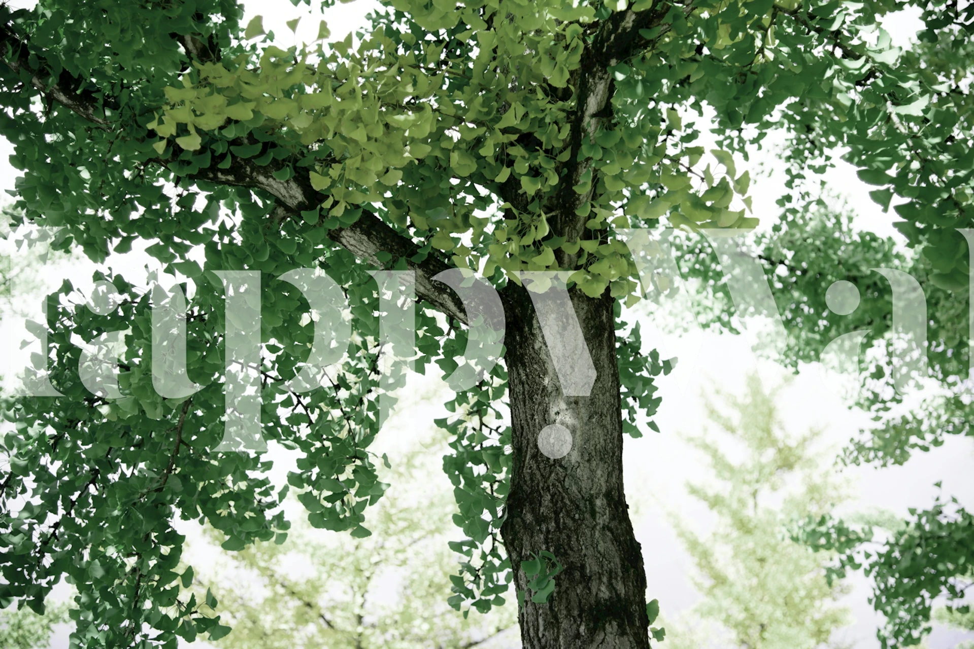 Tranquil Ginkgo Dream-Tapete in einem Raum