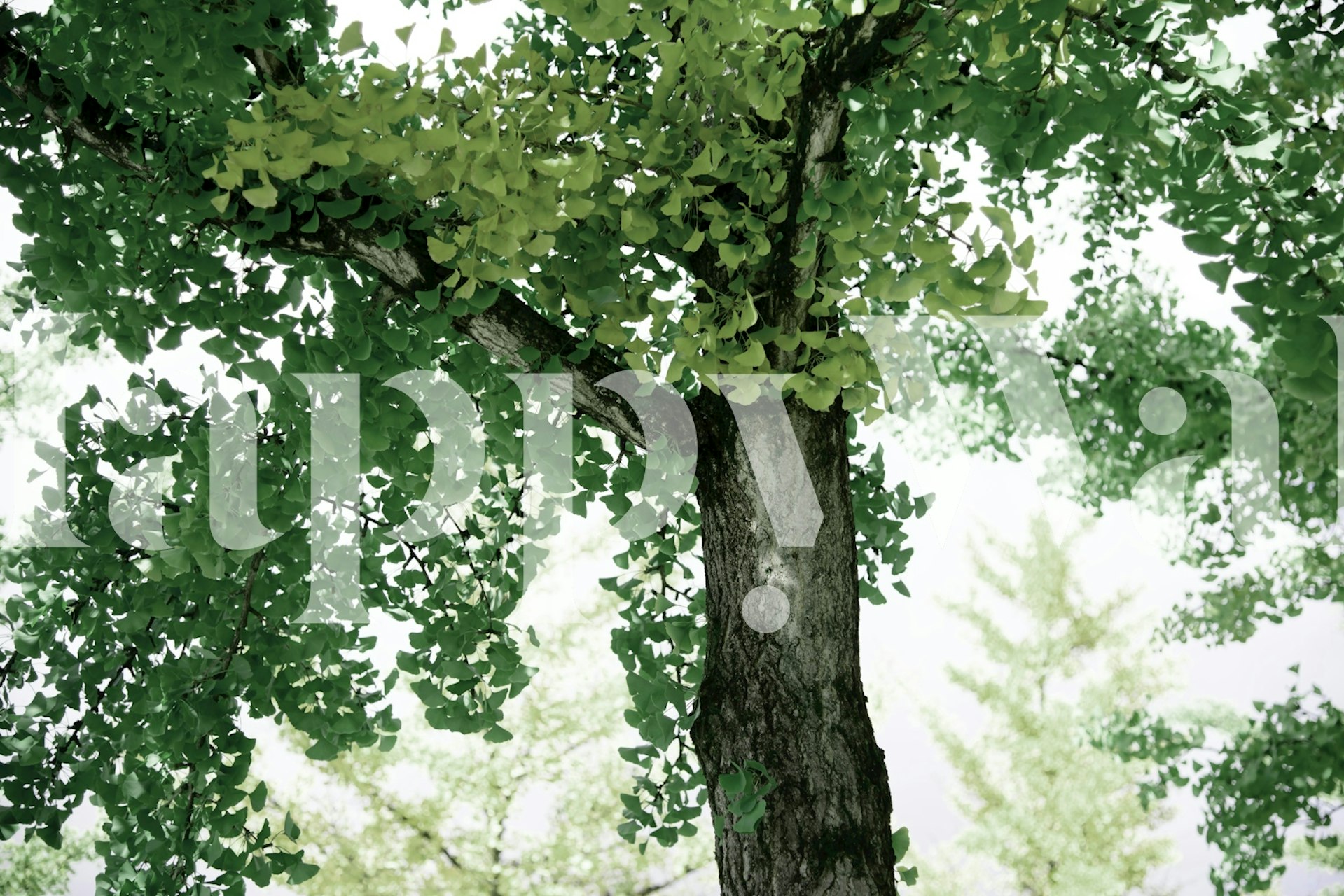 Tranquil Ginkgo Dream wallpaper in a room