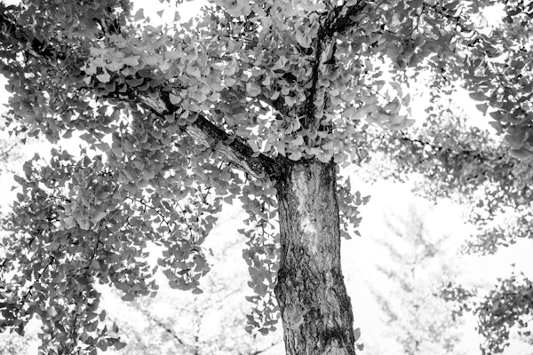 Tranquil Ginkgo Dream 2