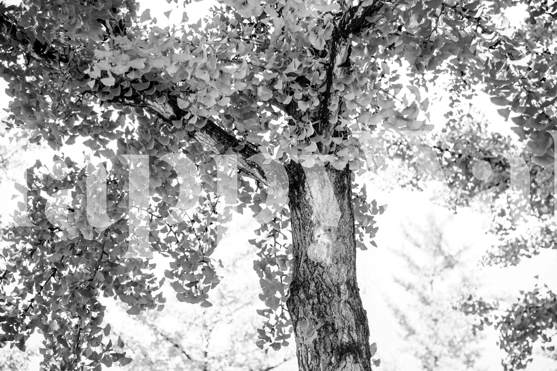 Tapeta Tranquil Ginkgo Dream 2 v pokoji