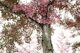 Tranquil Ginkgo Dream 3