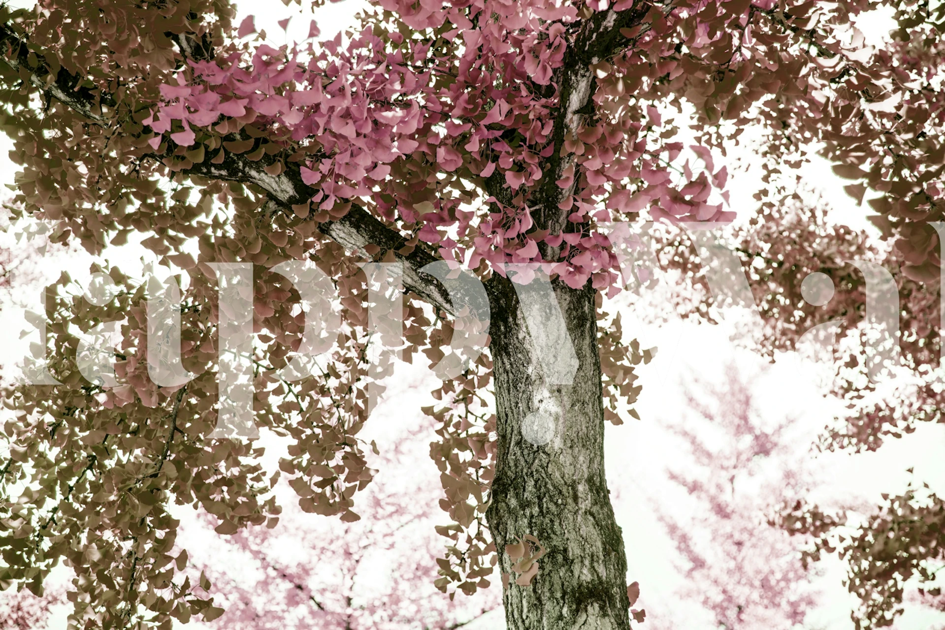 Tranquil Ginkgo Dream 3 tapet i ett rum