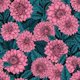Pink Dahlia garden// blue leaves