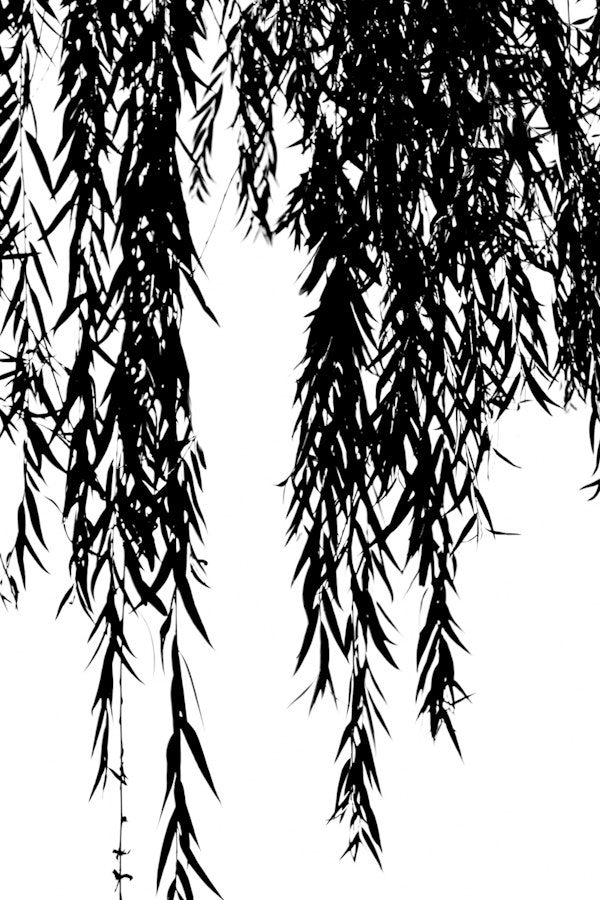 Tree in Monochrome Willow Branches