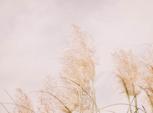 Pampas Grass dreamy Pastel