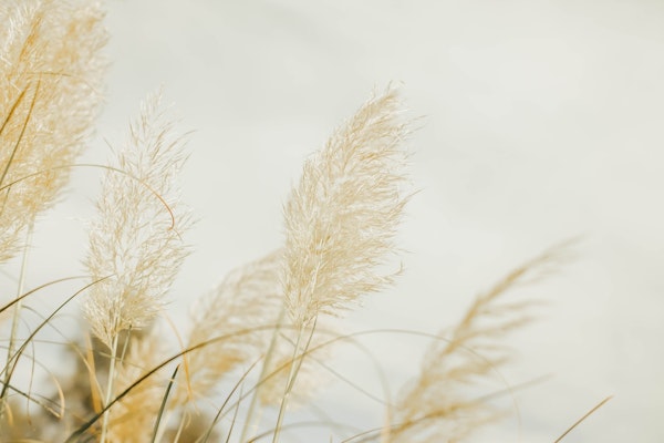 Pampas Grass Soft Glow