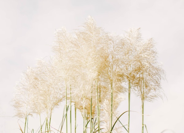 Pampas Grass Serenity