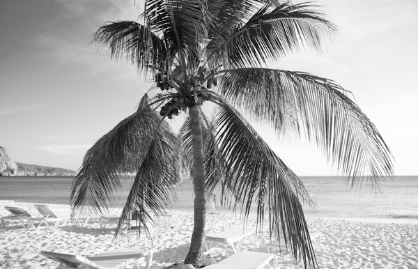 Caribbean Beach Bliss 5