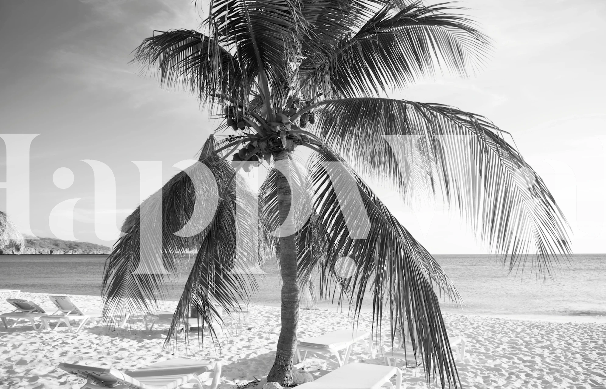 Palm tree on beach in black and white wallpaper