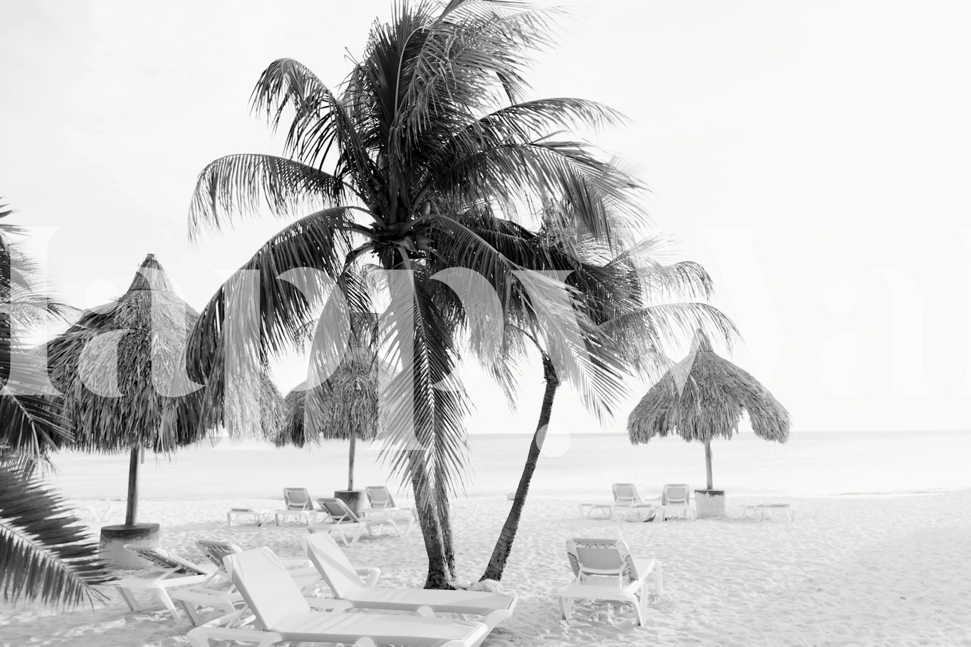 Palm trees on a beach in black and white style wallpaper