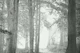 Whispering Wildlife Woods