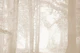 Serenity Forest Scene