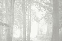 Misty Forest Serenity wallpaper