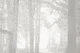 Misty Forest Serenity