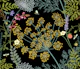 Wild herbs