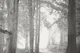 Enchanted Woodland Mist