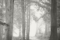 Enchanted Woodland Mist carta da parati