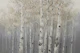 Silent Birch Haven